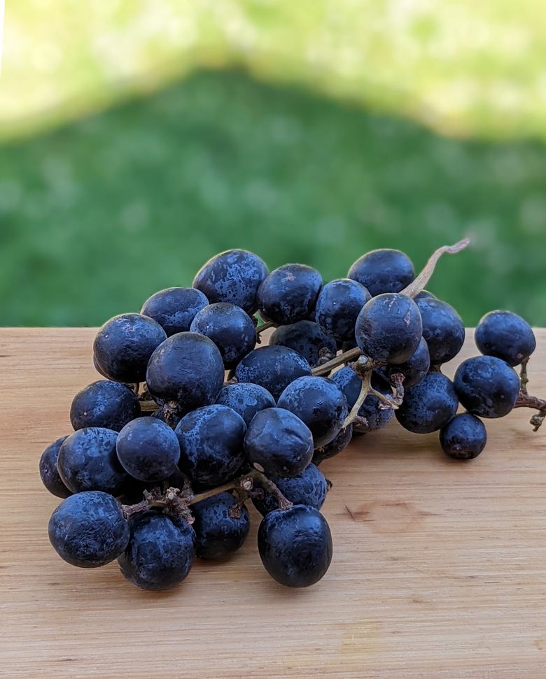 The Blue Food Challenge: Natural Blue-Colored Foods And Their Benefits Juicy Wa Table Grapes Aren'T That Popular, But They'Re Perfect | The Seattle Times