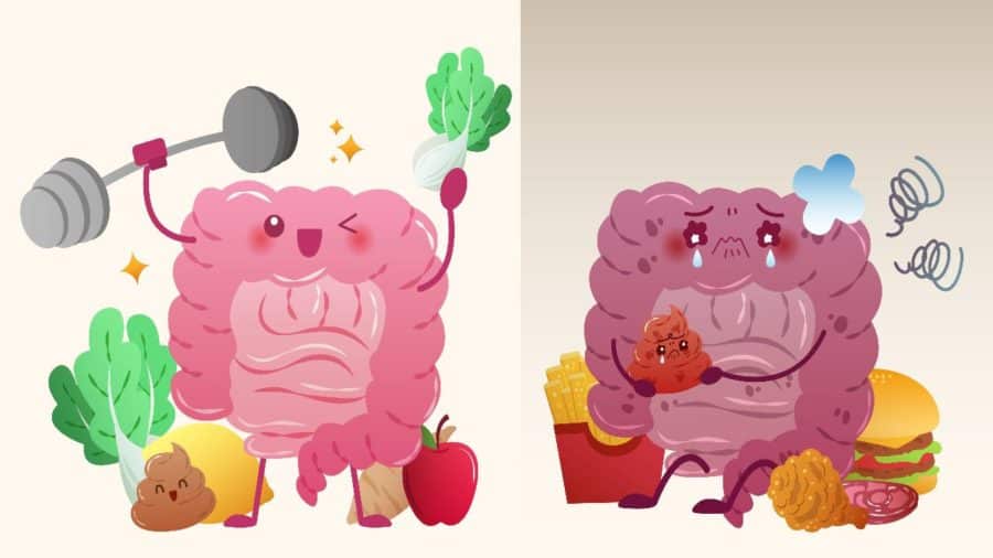 A Basic Guide To Understanding Your Gut Microbiome A Basic Guide To Understanding Your Gut Microbiome