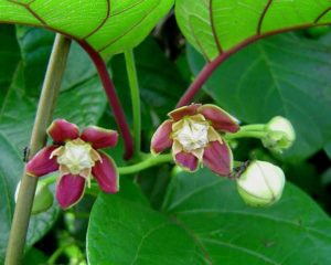 Common Uses Of Ambunu Plant In Nigeria Ambunu Plant In Nigeria