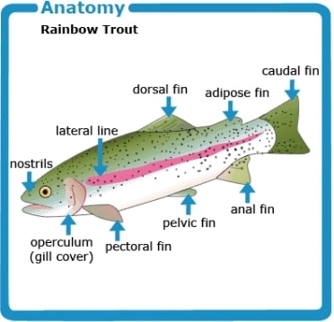 Rainbow Trout Anatomy: Scales &Amp; Fins Does Rainbow Trout Have Scales And Fins