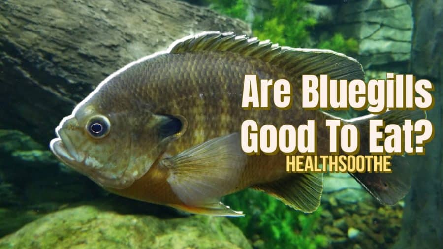 Are Bluegills Good To Eat? Let'S Find Out! Are Bluegills Good To Eat