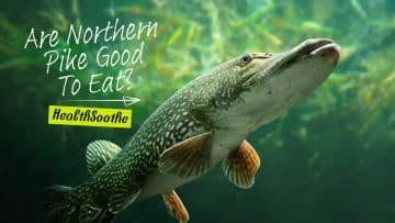 Northern Pike Eating Guide Are Northern Pike Good To Eat