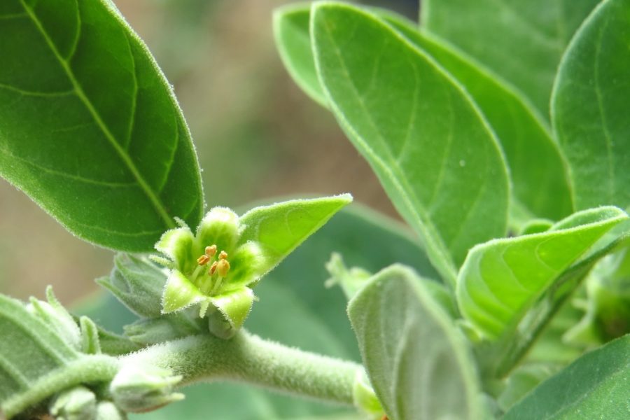 What You Need To Know About Ashwagandha Ashwagandha: The Ancient Superherb That Lowers Cholesterol And ...