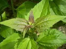 Top Benefits Of Awolowo Leaves (Siam Weed) And Uses Untapped Benefits Of Awolowo Leaves