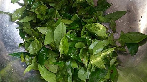 27 Vegetables In Nigeria, Types, Recipes And More. Go Green! Afang Leaf | Vegetables In Nigeria, Types, Recipes