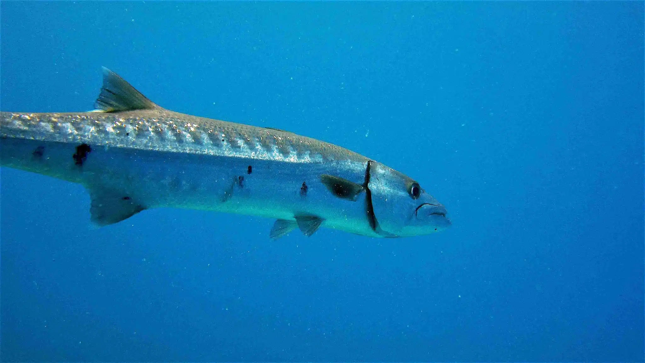 Can You Eat Barracuda? Here'S Everything You Need To Know! Can You Eat Barracuda