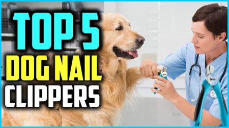 5 Best Dog Nail Clippers For Your Esa Dog Dog Nail Clippers