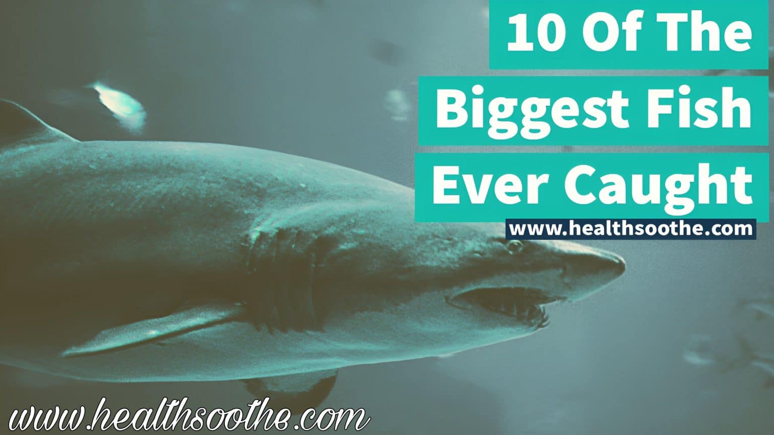The 10 Biggest Fish Ever Caught: A Closer Look At Nature’s Largest Sea Creatures The 10 Biggest Fish Ever Caught: A Closer Look At Nature’s Largest Sea Creatures
