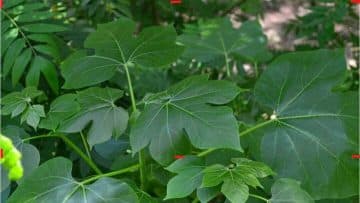5 Nigerian Blood Tonic Leaf For Anemia Treatment Blood Tonic Leaf (Iyana-Ipaja Leaf)