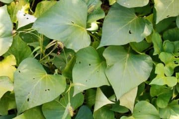 5 Nigerian Blood Tonic Leaf For Anemia Treatment Blood Tonic Leaf (Sweet Potato Leaves)