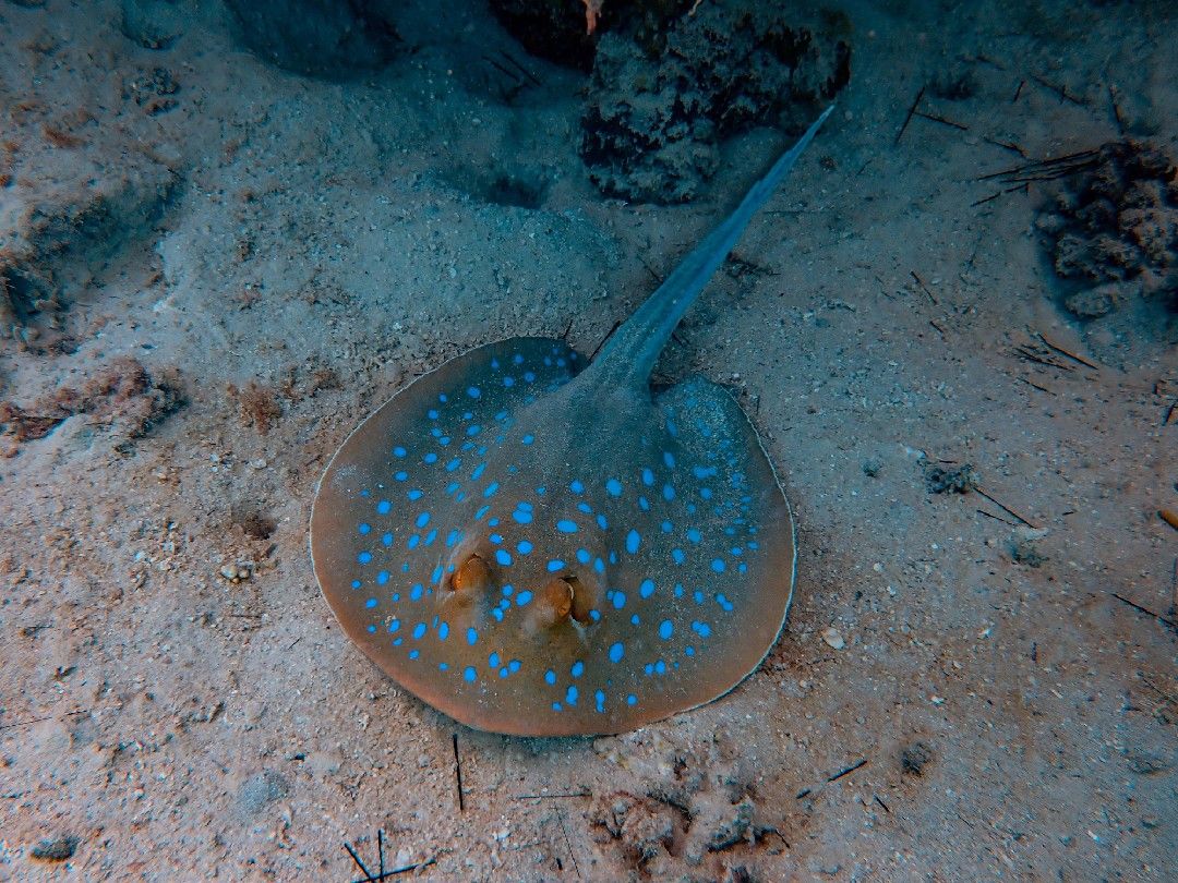 Can You Eat Stingray? Here'S What You Should Know Can You Eat Stingray