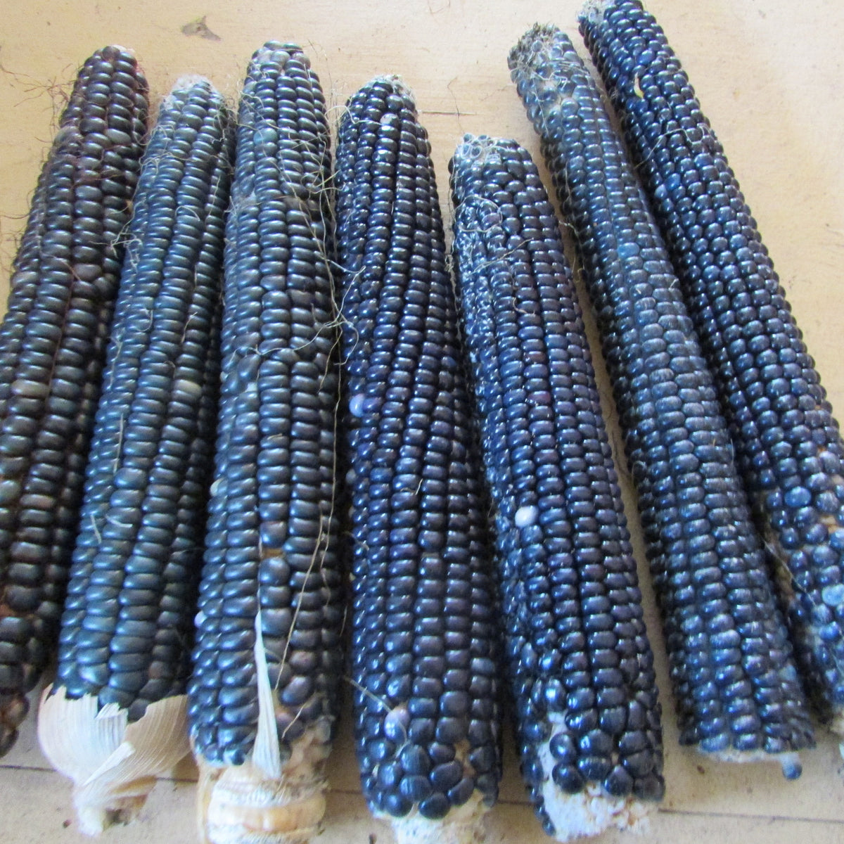 The Blue Food Challenge: Natural Blue-Colored Foods And Their Benefits Blue Corn Blend – North Circle Seeds