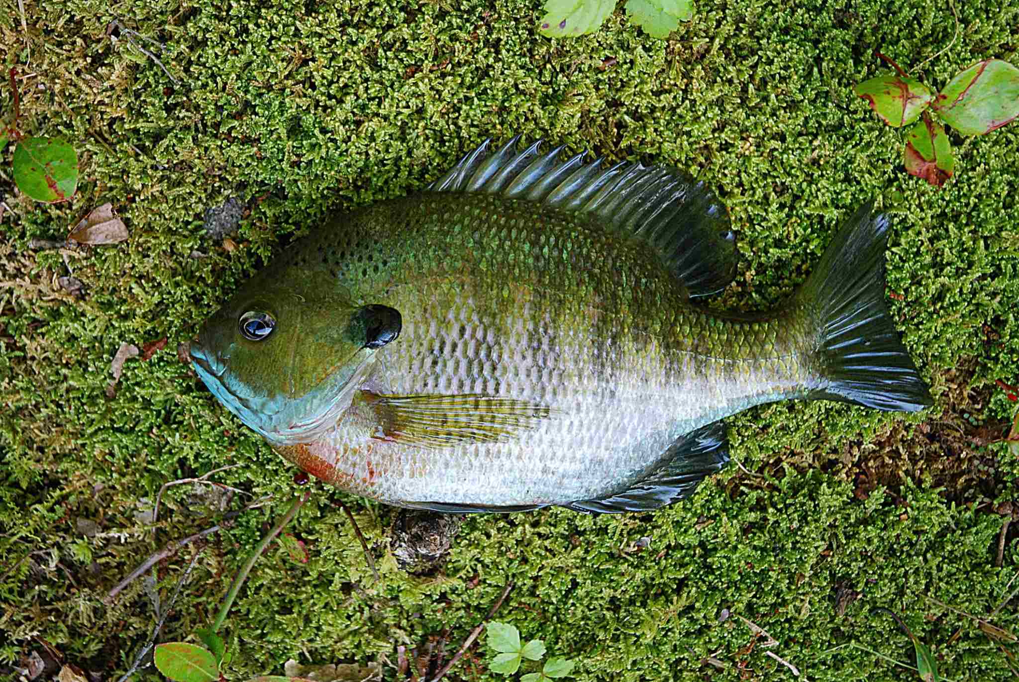 Are Bluegills Good To Eat? Let'S Find Out! Are Bluegills Good To Eat