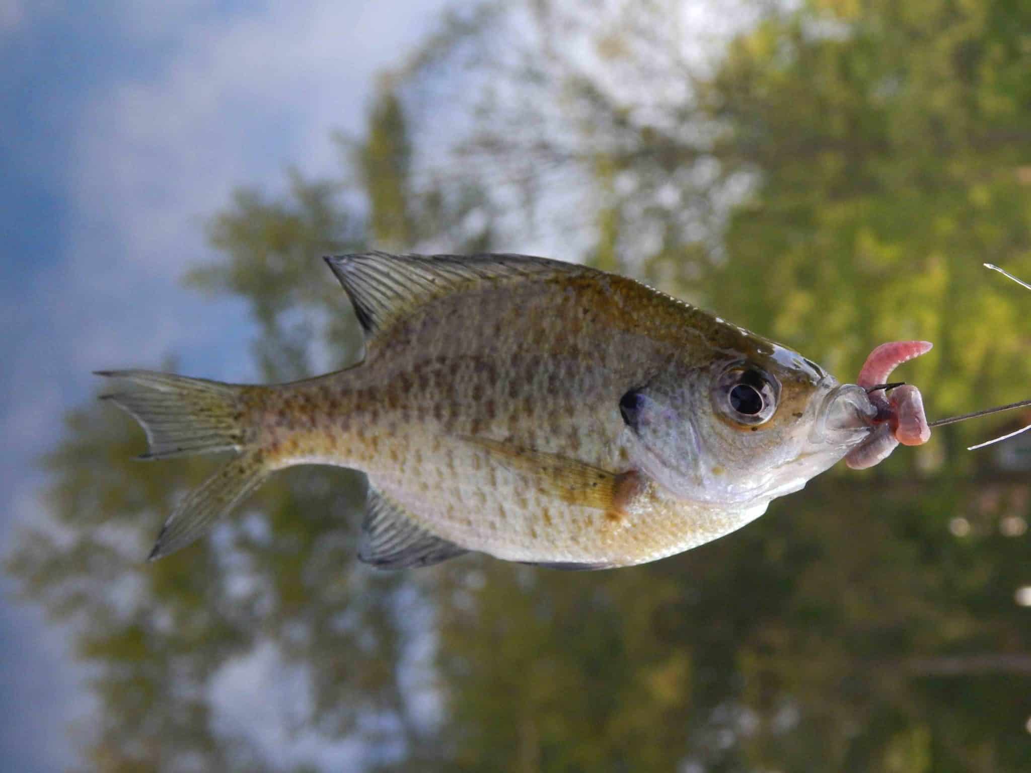 Are Bluegills Good To Eat? Let'S Find Out! Are Bluegills Good To Eat
