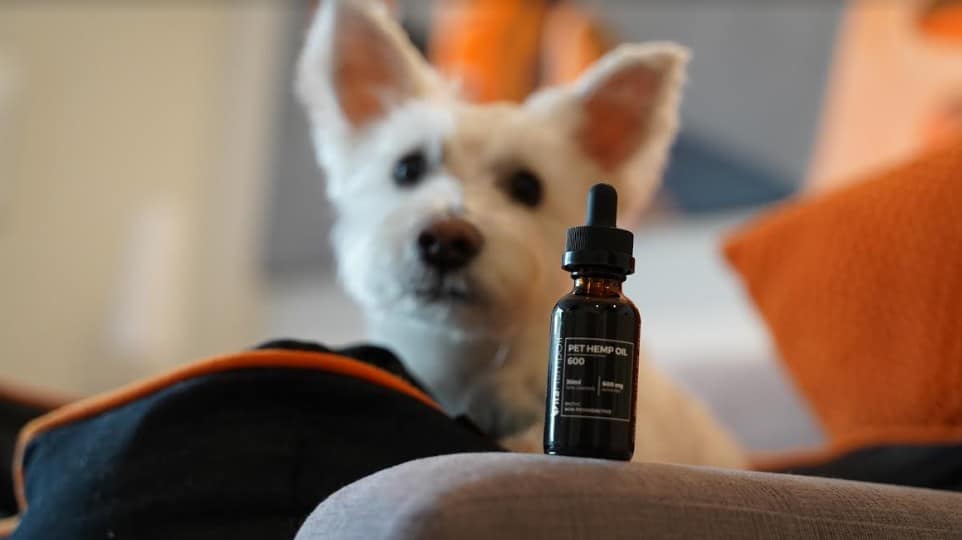 The Effects Of Using Cbd Oil For Pets  C:\Users\Pc\Downloads\Cbd-Oil-For-Dogs (1).Jpg