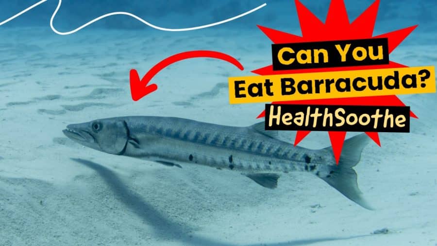 Can You Eat Barracuda? Here'S Everything You Need To Know! Can You Eat Barracuda