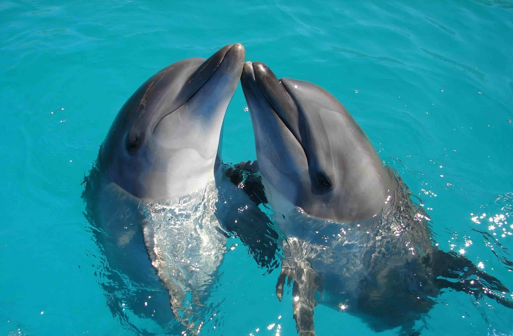Can You Eat Dolphin? | Here'S What You Should Know Can You Eat Dolphin