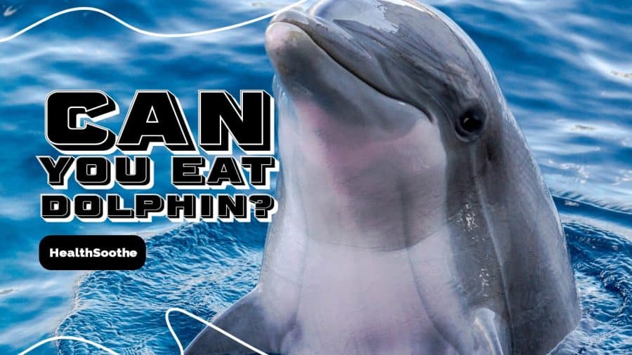 Can You Eat Dolphin? | Here'S What You Should Know Can You Eat Dolphin