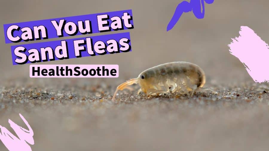 Can You Eat Sand Fleas? Here'S Everything You Need To Know! Can You Eat Sand Fleas