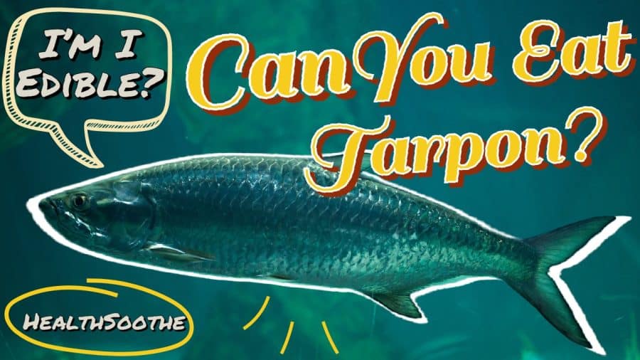 Can You Eat Tarpon? Let'S Explore Can You Eat Tarpon