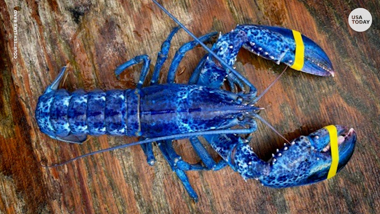 The Blue Food Challenge: Natural Blue-Colored Foods And Their Benefits Blue Lobster Caught In Maine: Odds Are One-In-2 Million, Experts Say