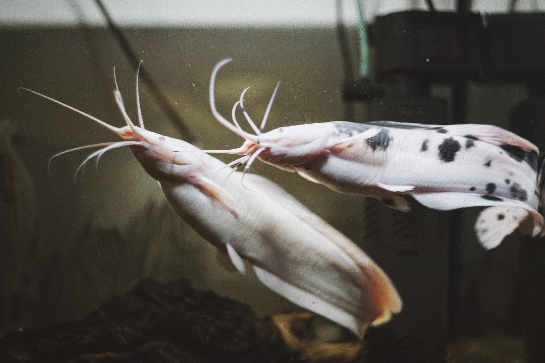 Does Catfish Have Bones? Does Catfish Have Bone