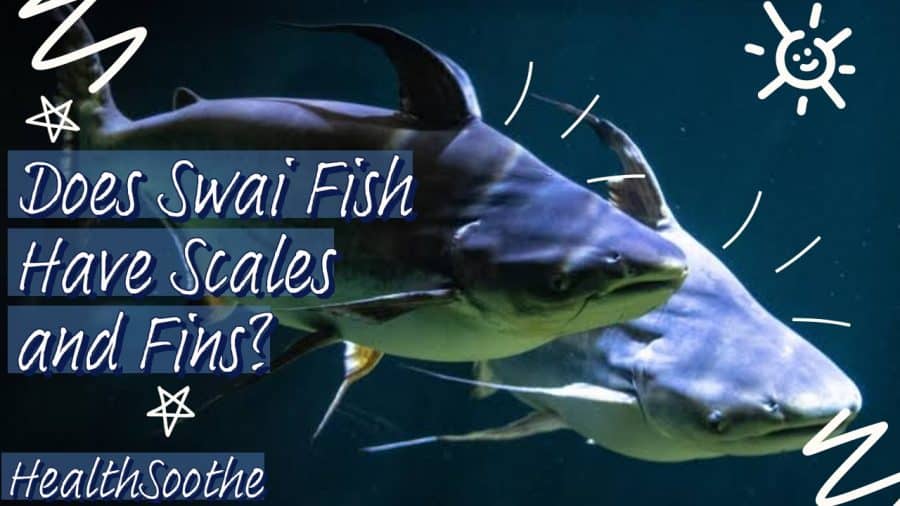 Does Swai Fish Have Scales And Fins? Does Swai Fish Has Scales And Fins