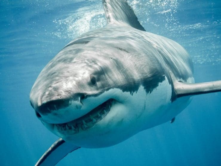 Can You Eat Sharks? | Let'S Explore Some Faqs About Eating Shark Meat Can You Eat Sharks