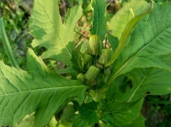 Ebolo Vegetable: 6 Uses & Health Benefits Ebolo Vegetable: 6 Uses &Amp; Health Benefits