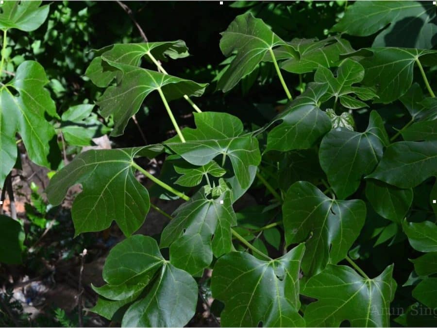 10 Important Health Benefits Of Efo Iyana Ipaja Efo Iyana Ipaja - Jatropha Tanjorensis
