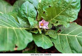 10 Health Benefits Of Garden Egg Leaves & Preparation Of Garden Egg Sauce Garden Egg Leaves