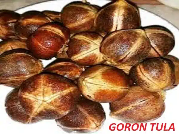 Goron Tula: The Uses, Health Benefits, And Side Effects. Goron Tula