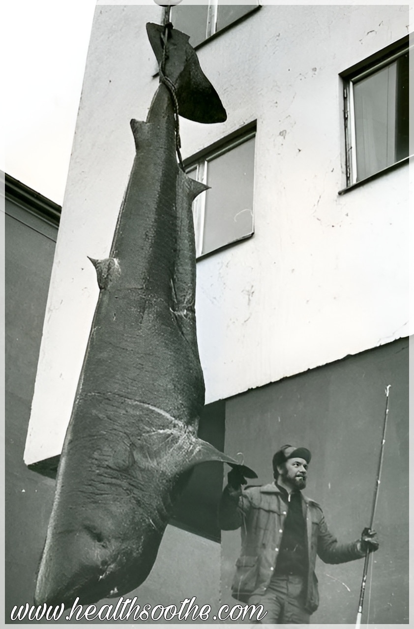 The 10 Biggest Fish Ever Caught: A Closer Look At Nature’s Largest Sea Creatures Biggest Fish Ever Caught