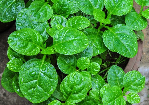 27 Vegetables In Nigeria, Types, Recipes And More. Go Green! Amunututu (Malabar Spinach) | Vegetables In Nigeria, Types, Recipes