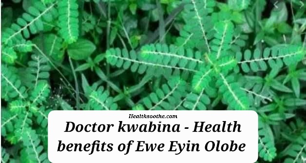 Top Benefits & Medicinal Uses Ewe Eyin Olobe (Phyllanthus Amarus) Top Benefits &Amp; Medicinal Uses Ewe Eyin Olobe (Phyllanthus Amarus)