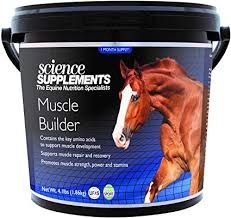 Horse Supplements - The Correct Way To Feed Them To Your Horses Horse Supplements - The Correct Way To Feed Them To Your Horses
