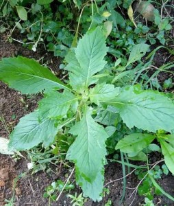 27 Vegetables In Nigeria, Types, Recipes And More. Go Green! Ebolo Leave | Vegetables In Nigeria, Types, Recipes