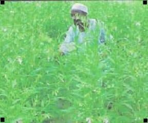 7 Important Health Benefits Of Karkashi Leaves Karkashi Leaves (Beni Seed Leaves)