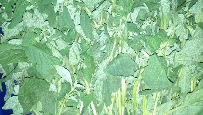 7 Important Health Benefits Of Karkashi Leaves Karkashi Leaves