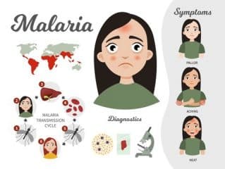 9 Food And Plant That Naturally Cure Malaria Fever And Typhoid Fever 9 Food And Plant That Naturally Cure Malaria Fever And Typhoid Fever