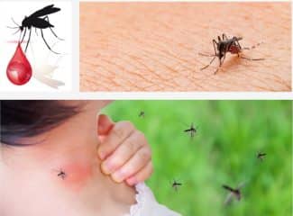 9 Food And Plant That Naturally Cure Malaria Fever And Typhoid Fever 9 Food And Plant That Naturally Cure Malaria Fever And Typhoid Fever