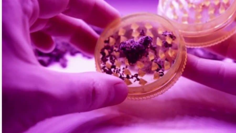 The Process Of Obtaining A Medical Marijuana Prescription Explained Where To Renew Your Medical Marijuana Card? Here Are Some Tips On How To Renew It. There Are Two Ways In Renewing Your Medical Marijuana Card: