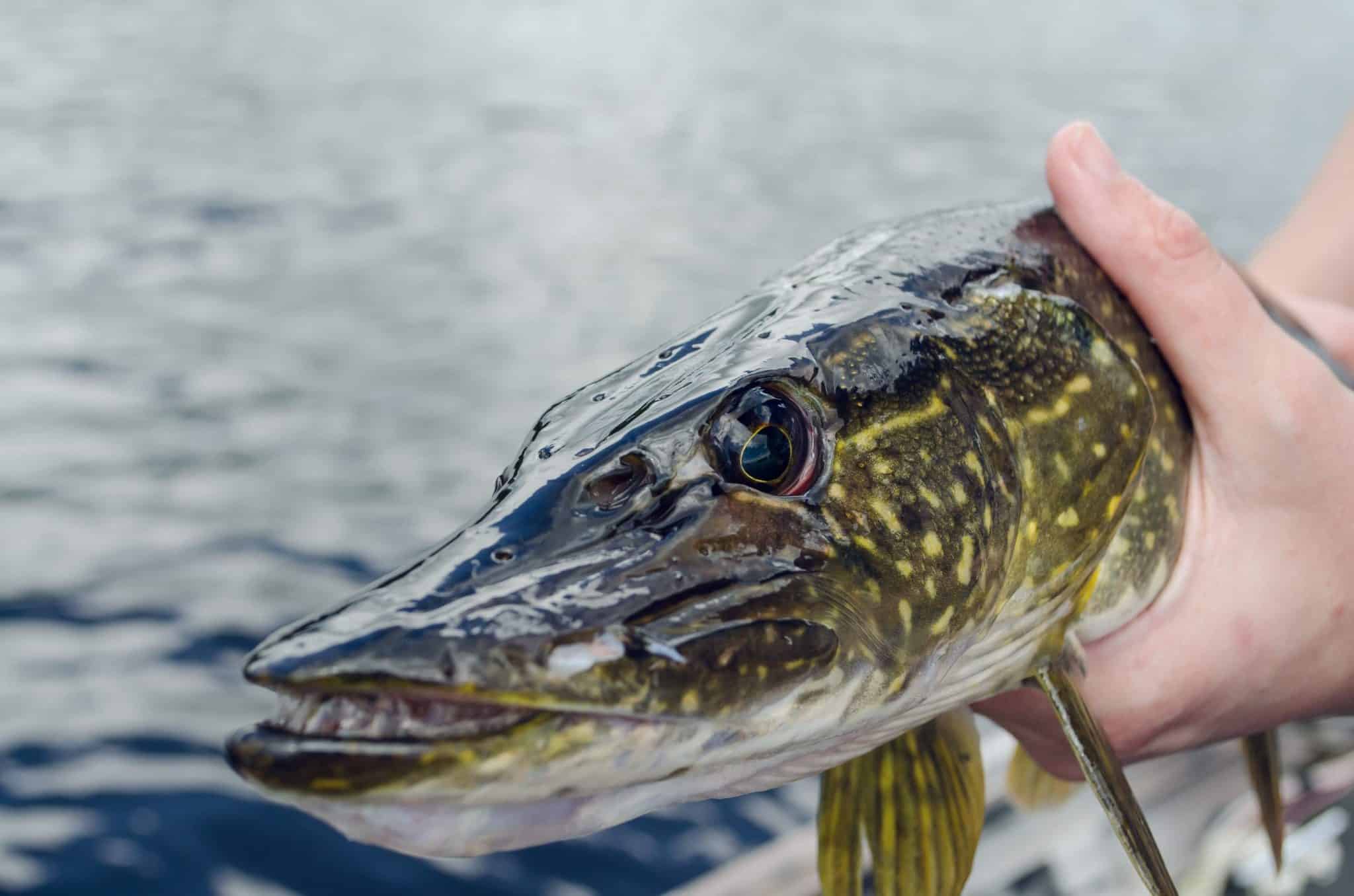 Northern Pike Eating Guide Are Northern Pike Good To Eat