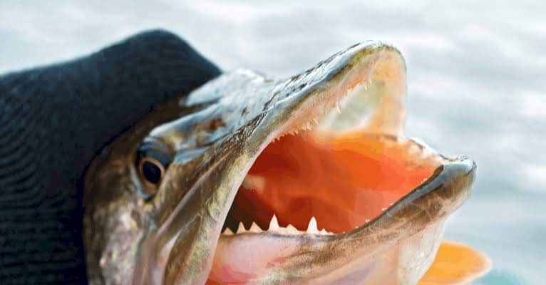 Northern Pike Eating Guide Are Northern Pike Good To Eat