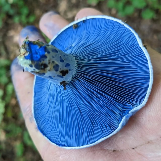 The Blue Food Challenge: Natural Blue-Colored Foods And Their Benefits The Absolutely Beautiful Indigo Milk Cap : R/Mycology
