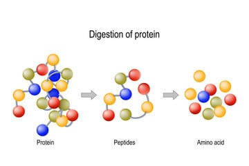 What You Should Know About Peptides What You Should Know About Peptides