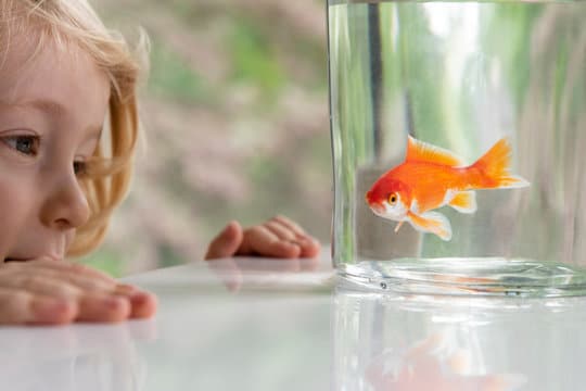 Can A Pet Fish Also Serve As An Emotional Support Animal? Pet Fish