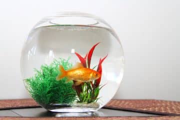 Can A Pet Fish Also Serve As An Emotional Support Animal? Pet Fish