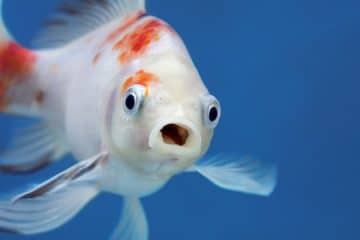 Can A Pet Fish Also Serve As An Emotional Support Animal? Pet Fish