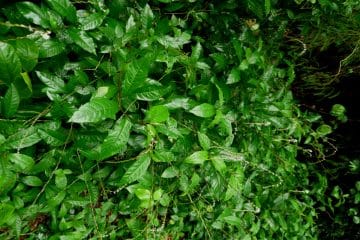 5 Yoruba Herbs For Pid (Pelvic Inflammatory Disease) Petiveria Alliacea - Yoruba Herb For Pid